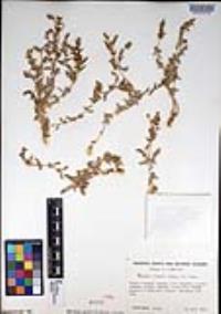 Atriplex coulteri image