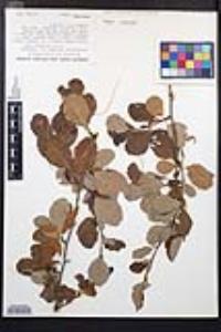 Cercocarpus montanus image