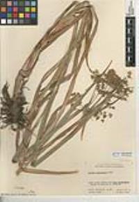 Scirpus microcarpus image