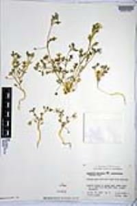 Nemophila menziesii image