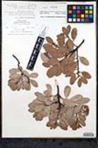 Arctostaphylos peninsularis image