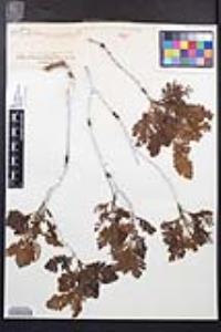 Chamaebatia foliolosa image