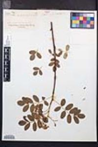 Sorbus occidentalis image