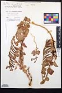 Chylismia cardiophylla image