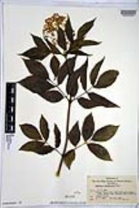 Sambucus racemosa subsp. racemosa image