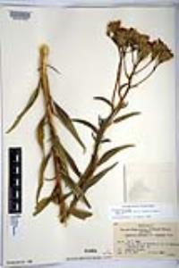 Palafoxia arida var. gigantea image