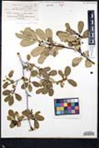 Frangula rubra subsp. obtusissima image