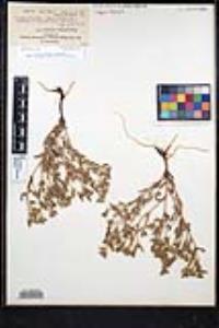 Sonnea hispida image