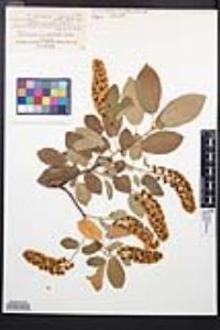 Prunus virginiana var. demissa image
