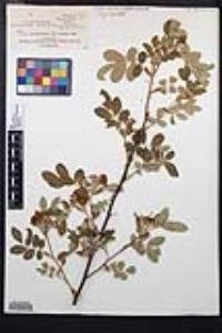 Rosa woodsii var. ultramontana image
