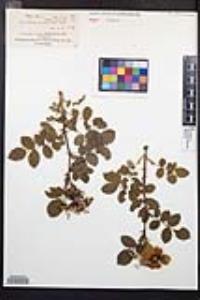 Rosa californica image