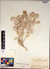 Atriplex hymenelytra image