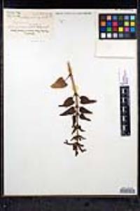 Stachys pilosa image