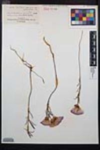 Clarkia amoena image