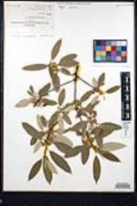 Frangula californica image