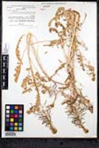 Thelypodium laciniatum image