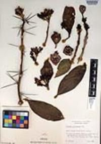 Pereskia grandifolia image