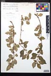 Fuchsia parviflora image