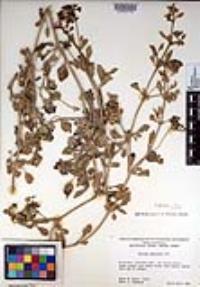 Abronia umbellata image