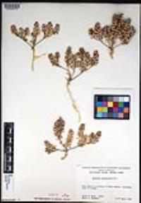 Lepidium lasiocarpum image