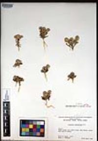 Lepidium lasiocarpum image