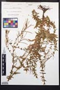 Epilobium brachycarpum image