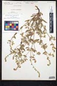 Simpsonanthus jonesii image