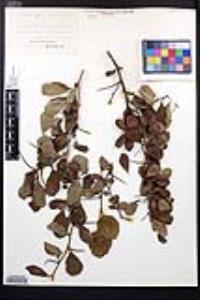 Crataegus regalis image