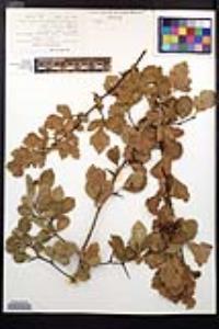 Crataegus viridis image
