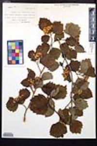 Crataegus calpodendron image
