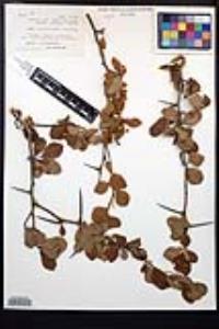 Crataegus reverchonii var. discolor image