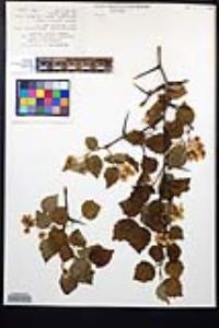 Crataegus pruinosa image
