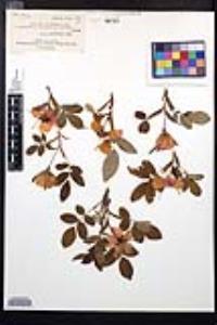 Rosa acicularis image