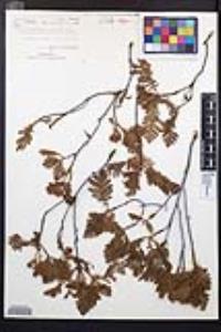 Chamaebatia foliolosa image