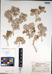 Atriplex hymenelytra image