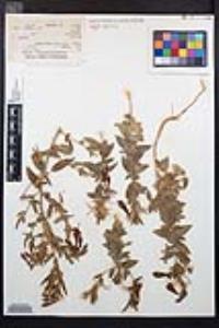 Epilobium canum image