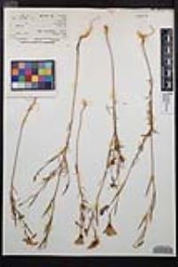 Clarkia bottae image