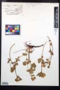 Potentilla flabellifolia image