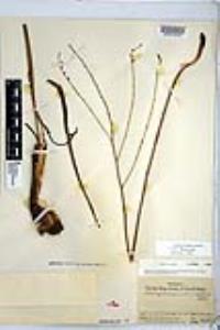 Chlorogalum parviflorum image