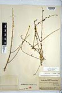 Chlorogalum parviflorum image