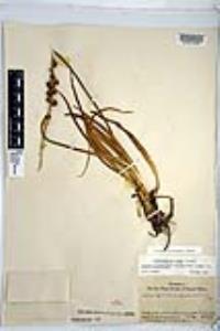 Hastingsia alba image