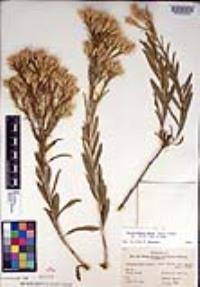Ericameria parryi image