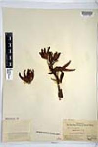 Yucca schidigera image
