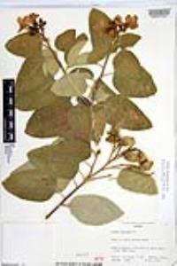 Cordia boissieri image