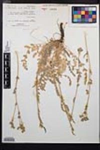 Horkelia rydbergii image