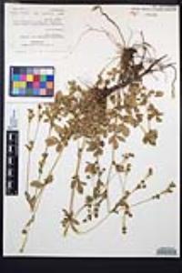 Drymocallis glandulosa var. reflexa image