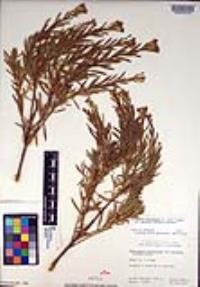 Ericameria parishii image