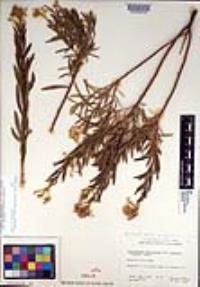 Ericameria parishii var. parishii image