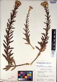 Ericameria parishii image