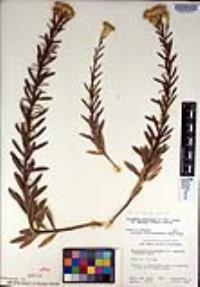 Ericameria parishii image